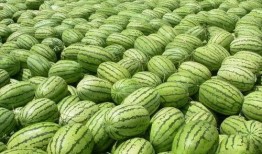 大娱乐吃瓜,大娱乐吃瓜，揭秘明星幕后故事